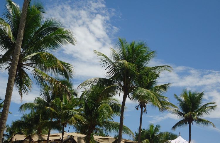 Pohon kelapa di pinggir pantai ini, inspirasi khotbah yang bagus bagi muda-mudi Kristen 